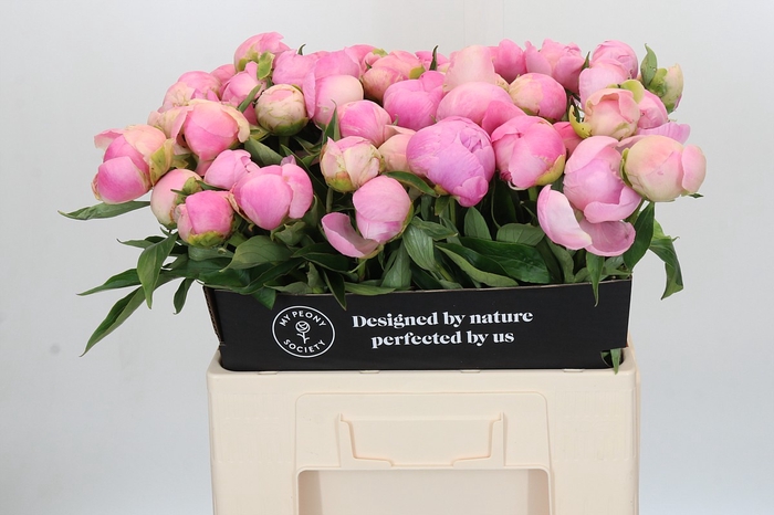 <h4>Paeonia Pink Giant</h4>