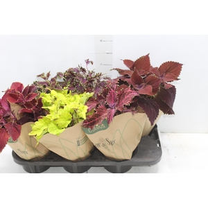 COLEUS P15