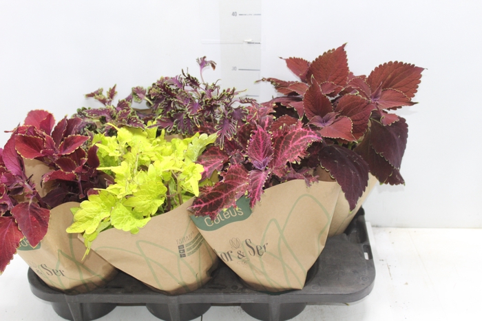 <h4>COLEUS P15</h4>
