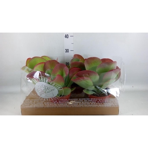 Kalanchoe NF thyrsiflora