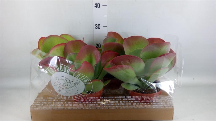 <h4>Kalanchoe NF thyrsiflora</h4>