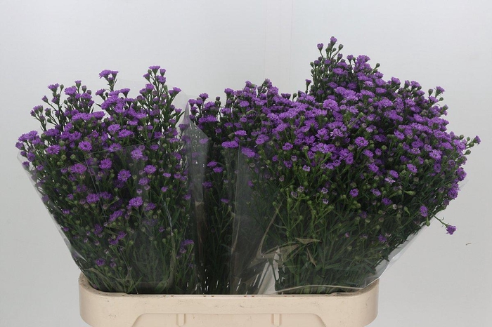 <h4>Aster Baby Pink</h4>