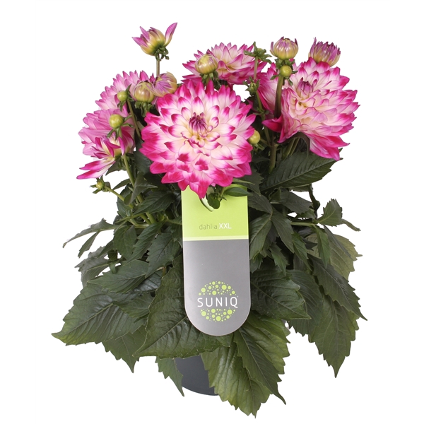 <h4>Dahlia Suniq XXL Paars-Wit 23cm</h4>