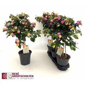 LANTANA CAM OV