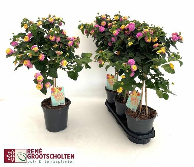 <h4>LANTANA CAM OV</h4>