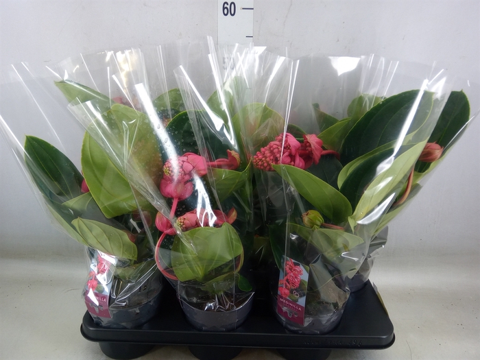 <h4>Medinilla magnifica 'Lambada'</h4>