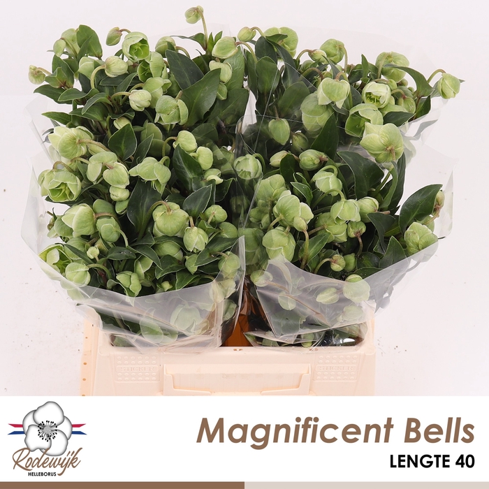 <h4>HELL  MAGNIFIC BELLS</h4>