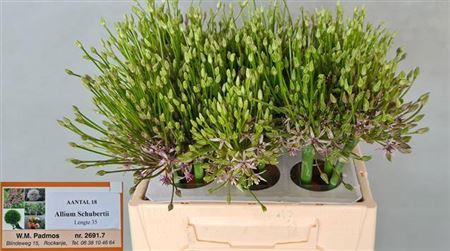 <h4>Allium Schubertii</h4>