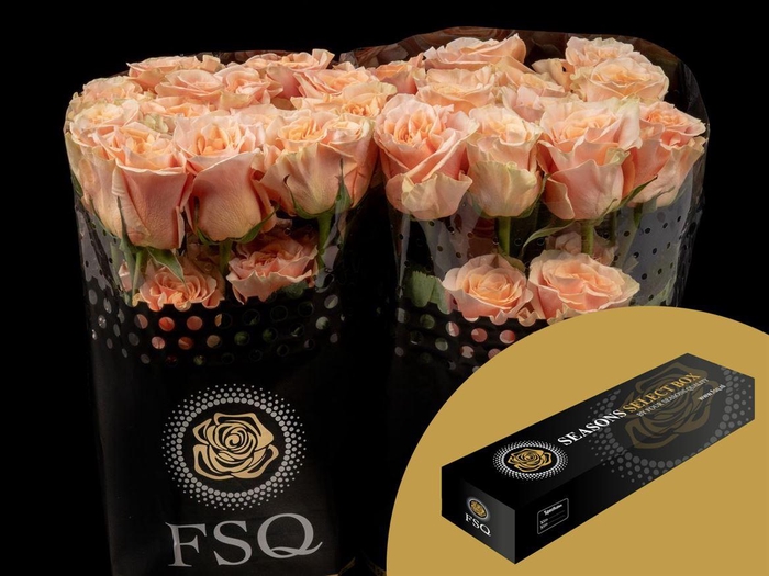 <h4>R GR Phoenix Box</h4>