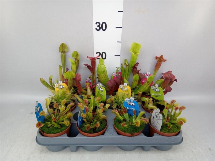 <h4>Vleesetende planten</h4>