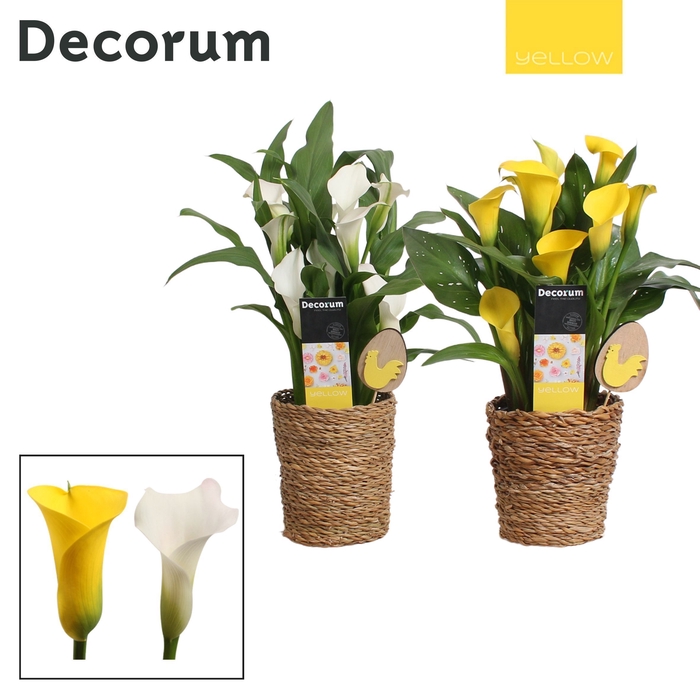 <h4>Zantedeschia Geel/Wit in Ompot Ruby Pasen (Decorum)</h4>