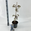 Albizia julibrissin