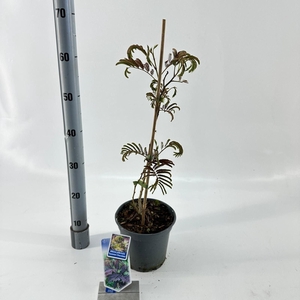 Albizia julibrissin