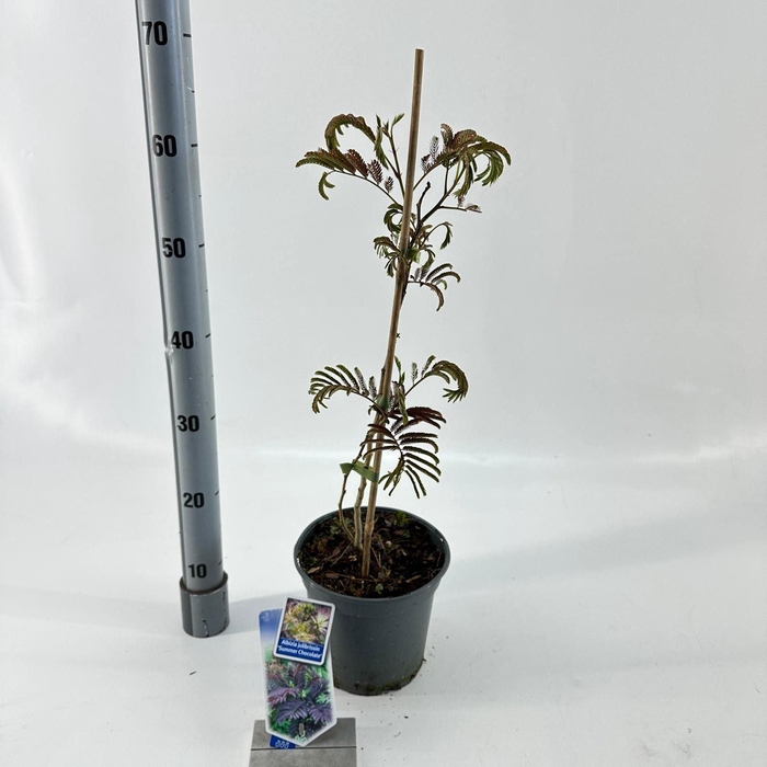 <h4>Albizia julibrissin</h4>