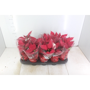 POINSETTIA P11 VERMELHO