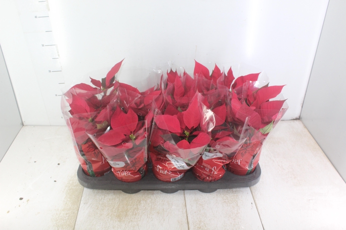 <h4>POINSETTIA P11 VERMELHO</h4>