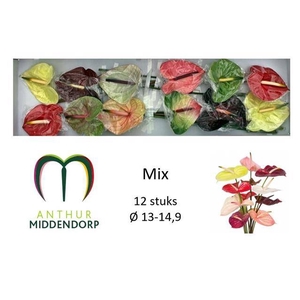 Anth A Mix 13 cm X12 Middendorp