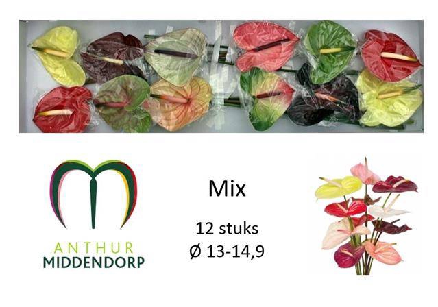 <h4>Anth A Mix 13 cm X12 Middendorp</h4>