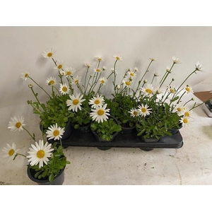 LEUC S DWARF SNOW LA