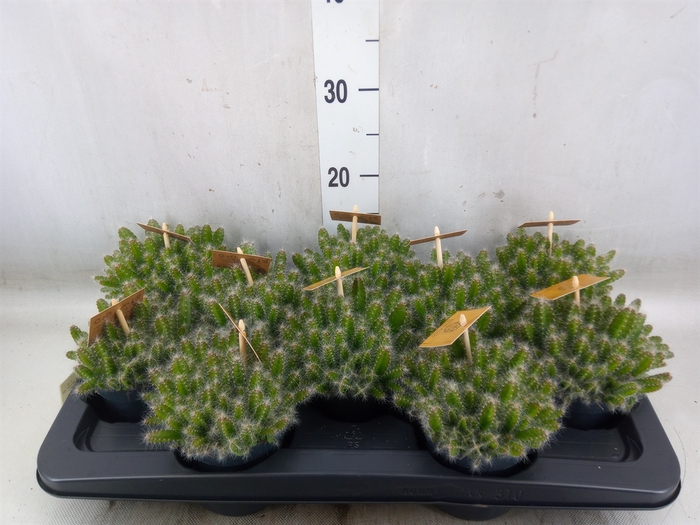 <h4>Hylocereus undatus</h4>