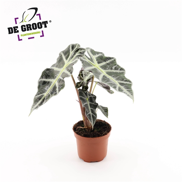 <h4>Alocasia 'Polly'</h4>