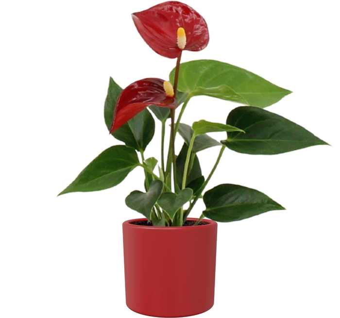 <h4>Anthurium 6 cm Micra in Eva ceramics</h4>