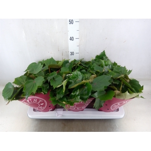 Begonia BD 'Rubi Verde'