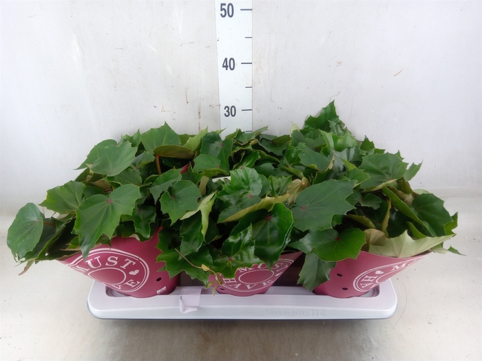 <h4>Begonia BD 'Rubi Verde'</h4>