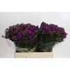Dianthus Br Amazon Neon Purple