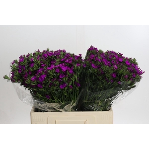 Dianthus Br Amazon Neon Purple