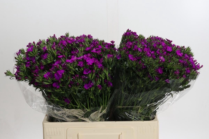 <h4>Dianthus Br Amazon Neon Purple</h4>