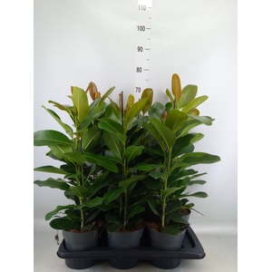 Ficus microcarpa 'Smile'