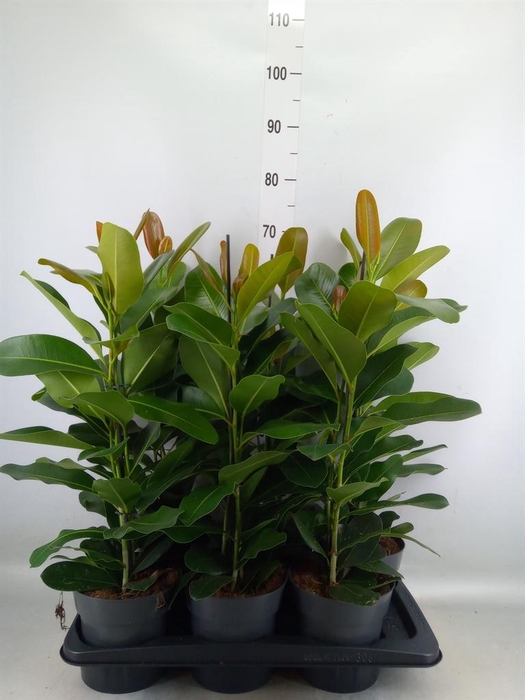 <h4>Ficus microcarpa 'Smile'</h4>