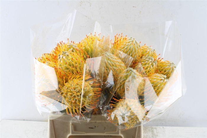 <h4>Leuco Co Goldie</h4>