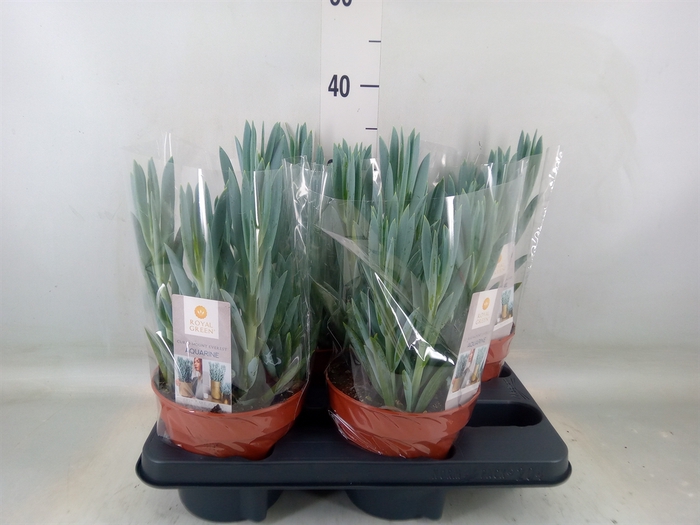 <h4>Curio ficoides 'Mount everest'</h4>