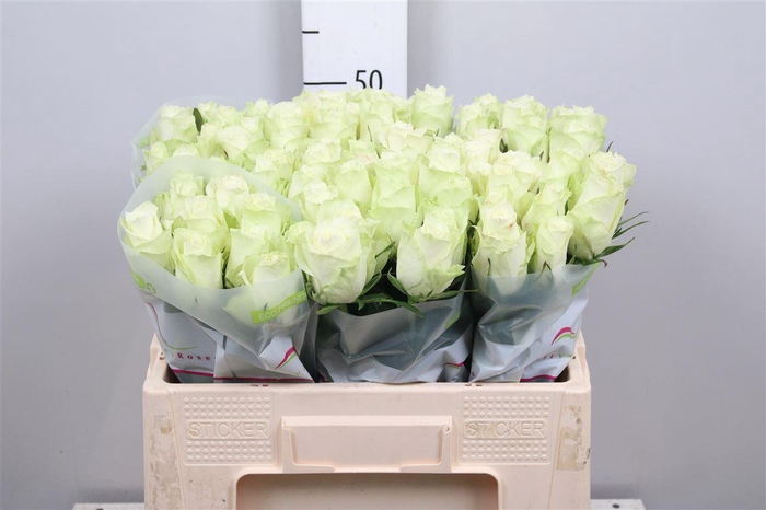 <h4>R Gr Athena</h4>