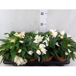 Begonia boliv. 'Bossa Nova White'