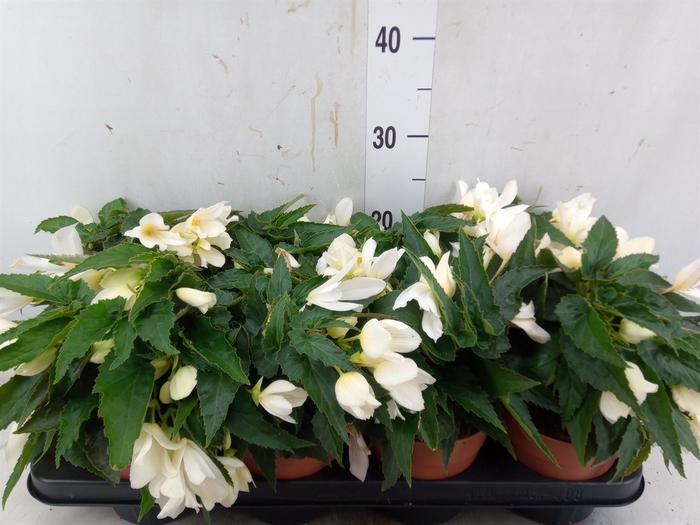 <h4>Begonia boliv. 'Bossa Nova White'</h4>