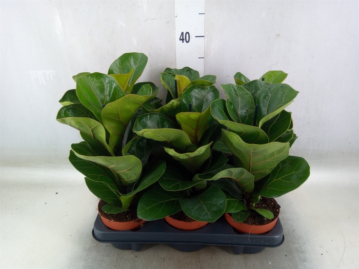 <h4>Ficus lyrata 'Bambino'</h4>