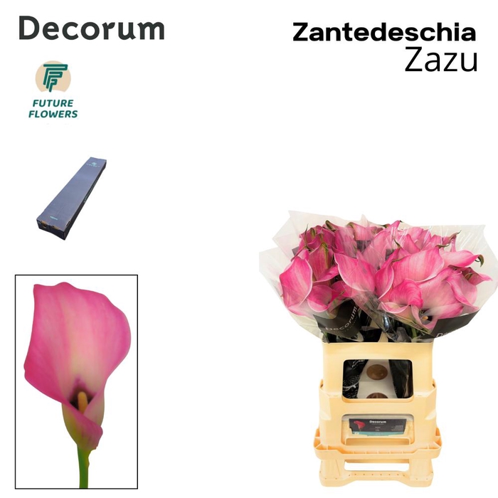 <h4>Zant Zazu Medium Box 60 Cm 20 St</h4>