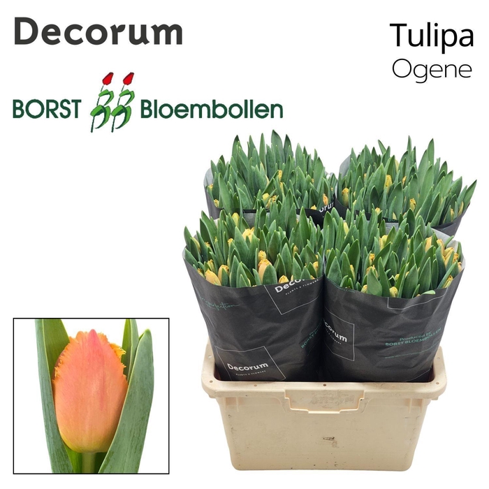 <h4>TU FR OGENE</h4>