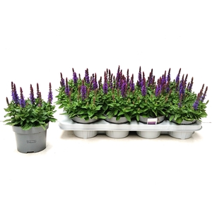 SALVIA NE SE DP BLUE