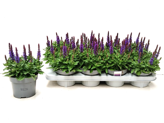 <h4>SALVIA NE SE DP BLUE</h4>