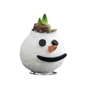 Amaryllis Touch of Wax Special Snowman 6x1. rode bloem, Tray 236
