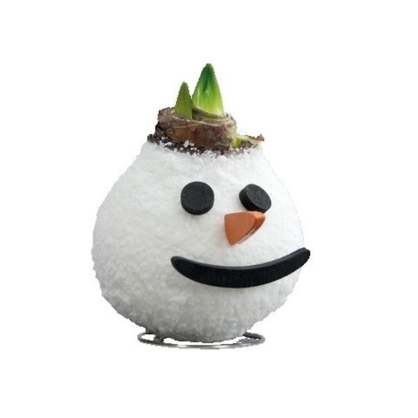 <h4>Amaryllis Touch of Wax Special Snowman 6x1. rode bloem, Tray 236</h4>