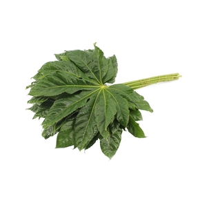 Aralia Super Rebus
