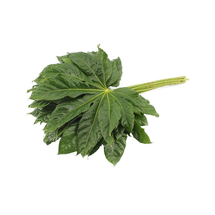 <h4>Aralia Super</h4>