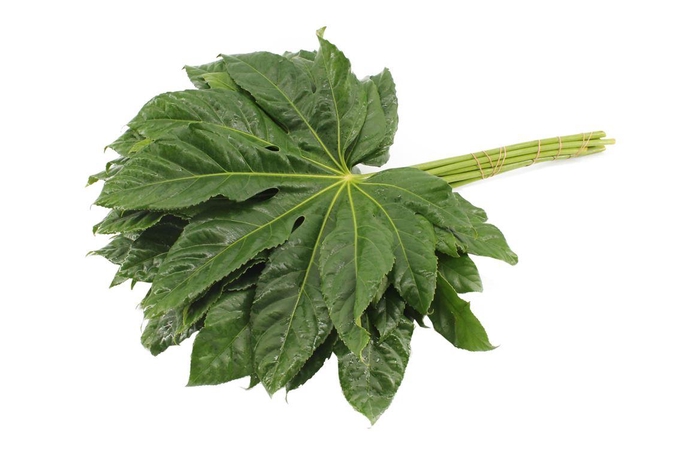 <h4>Aralia Super Rebus</h4>