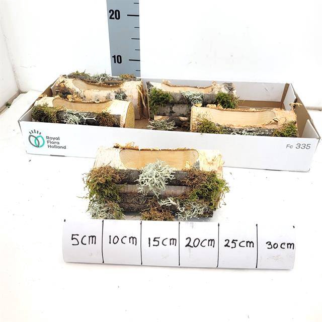<h4>WOOD OVAAL D19XH8</h4>