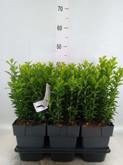 <h4>Euonymus japon. 'Green Spire'</h4>